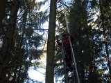 Maibaum_2016 (22).JPG